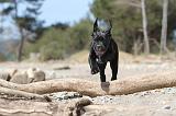 CANE CORSO 491